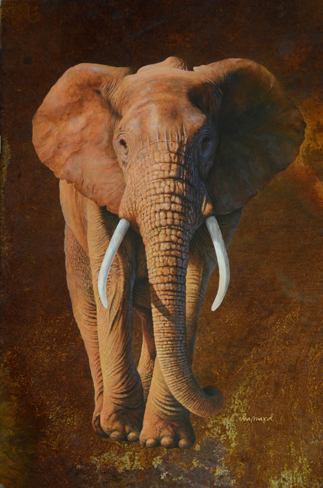 éléphant 5